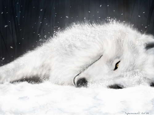 White Wolf Wallpaper