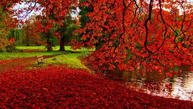 free images of Autumn Wallpapers