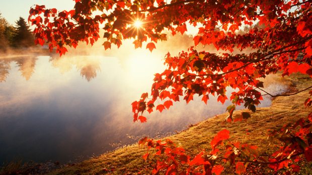 red tree Autumn Wallpapers