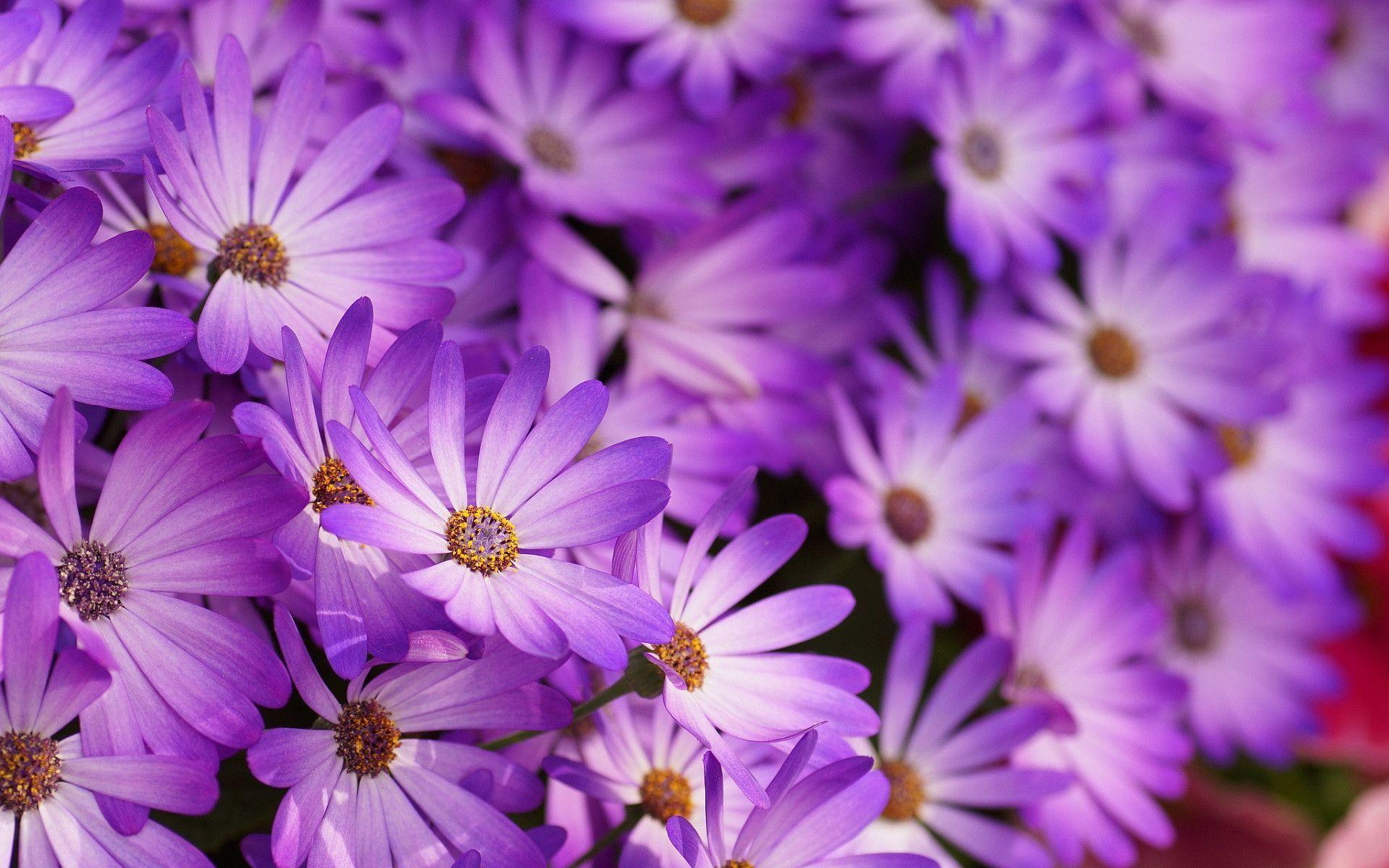 beautiful Purple Flowers Wallpaper