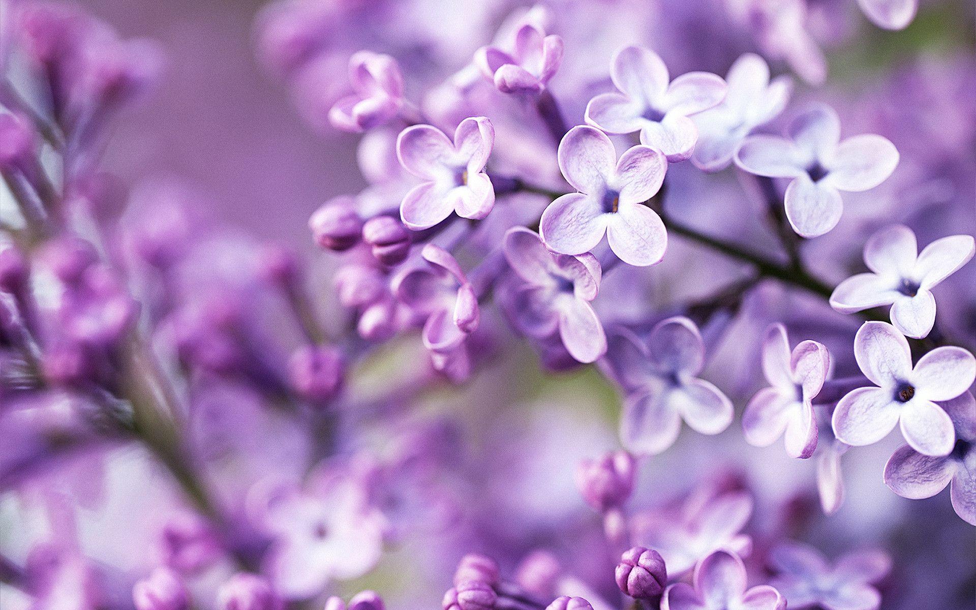 nice nature Purple Flowers Wallpaper
