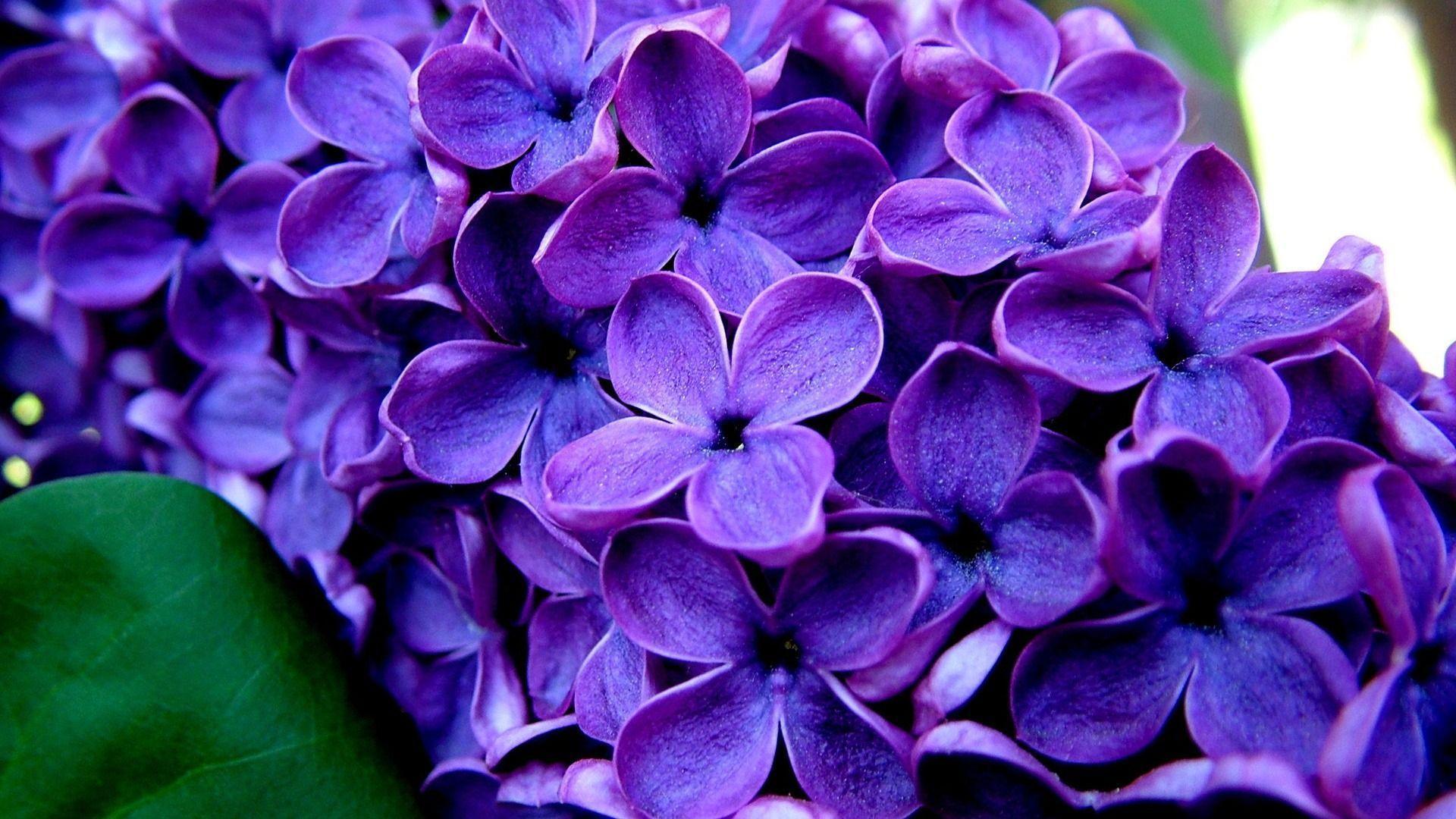 widescreen nature Purple Flowers Wallpaper