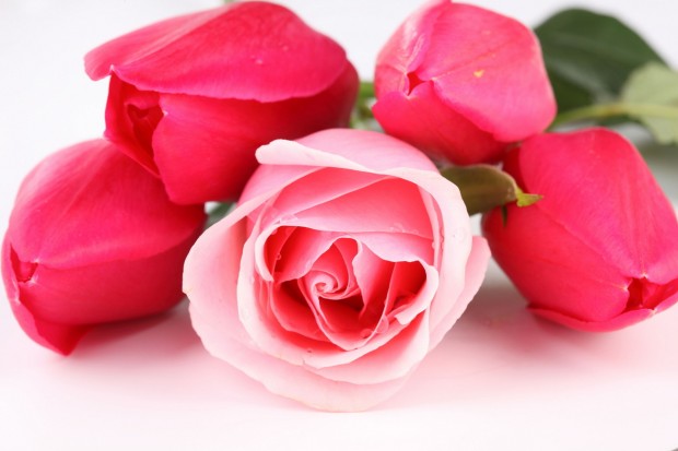 3d HD Pink Rose Wallpaper
