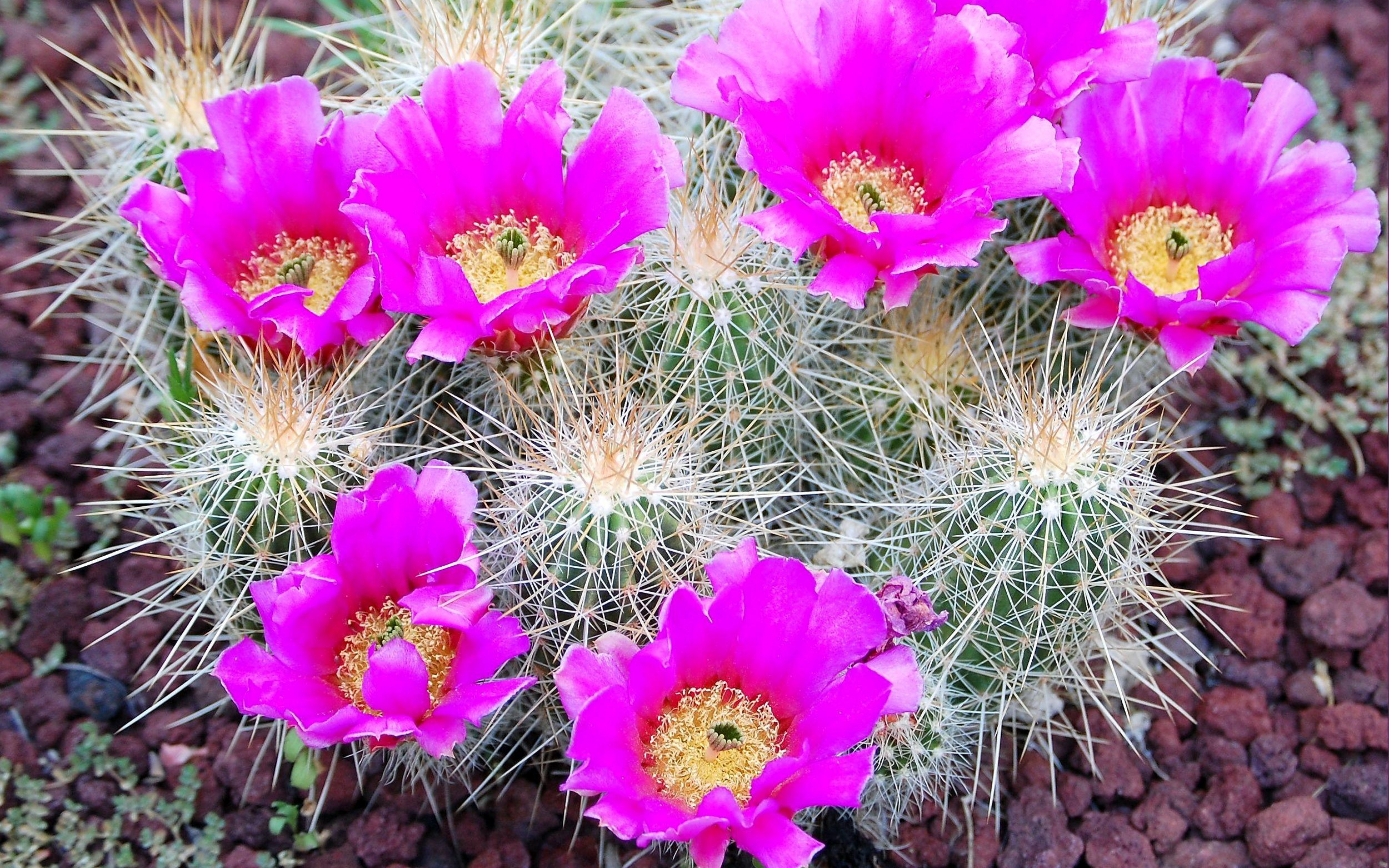 beautiful Cactus Flower Wallpaper