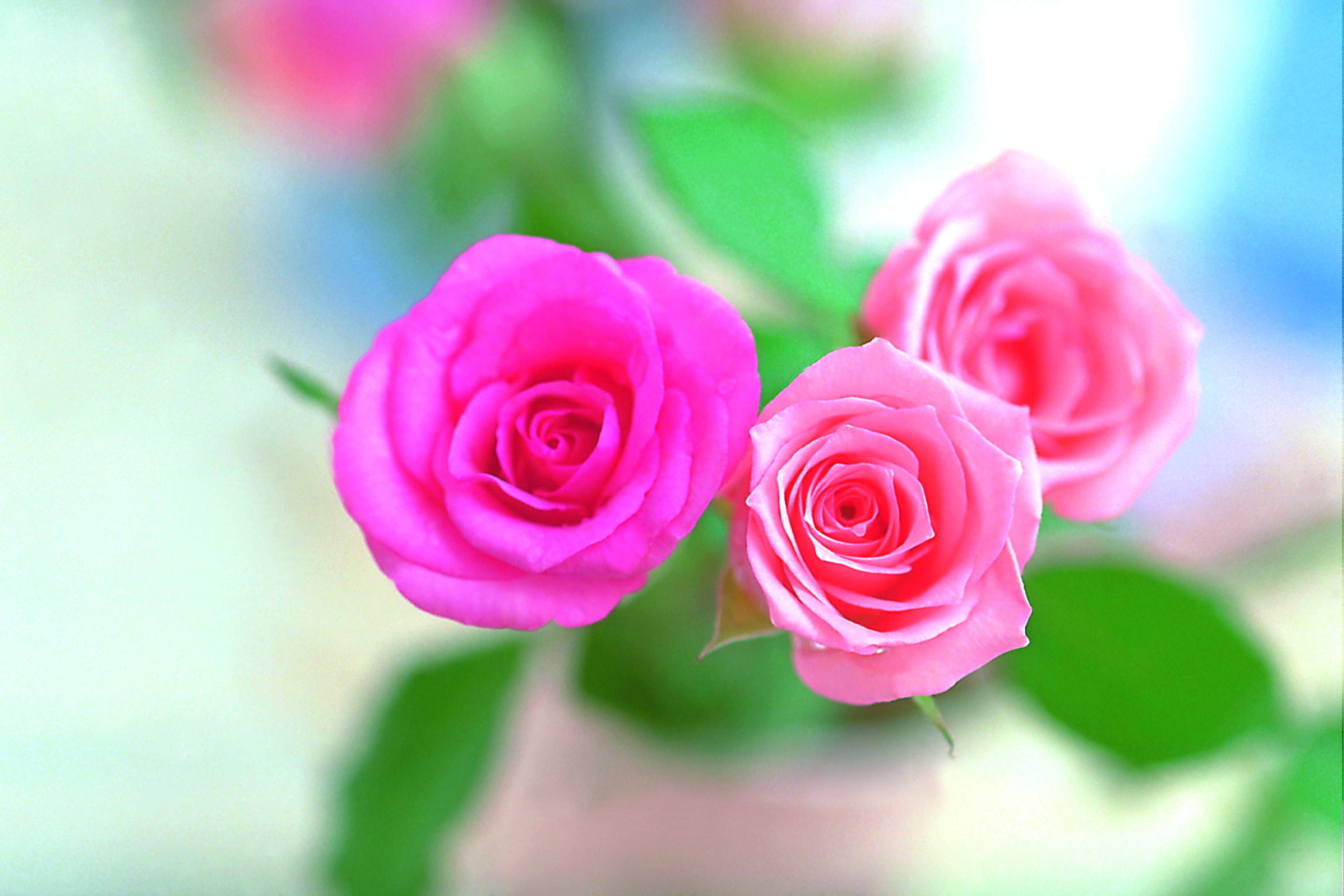 dark pink flower image