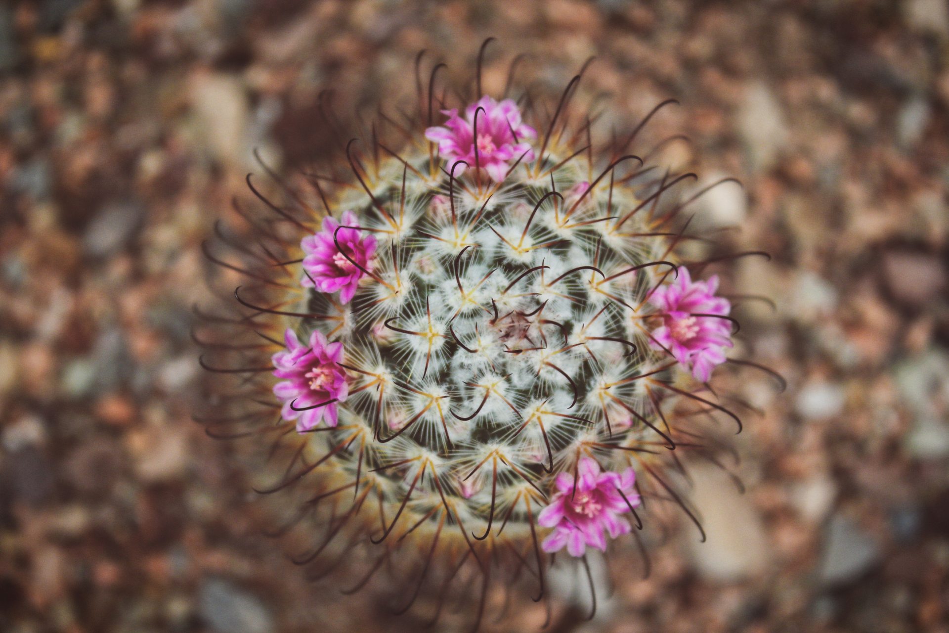 widescreen nature Cactus Flower Wallpaper
