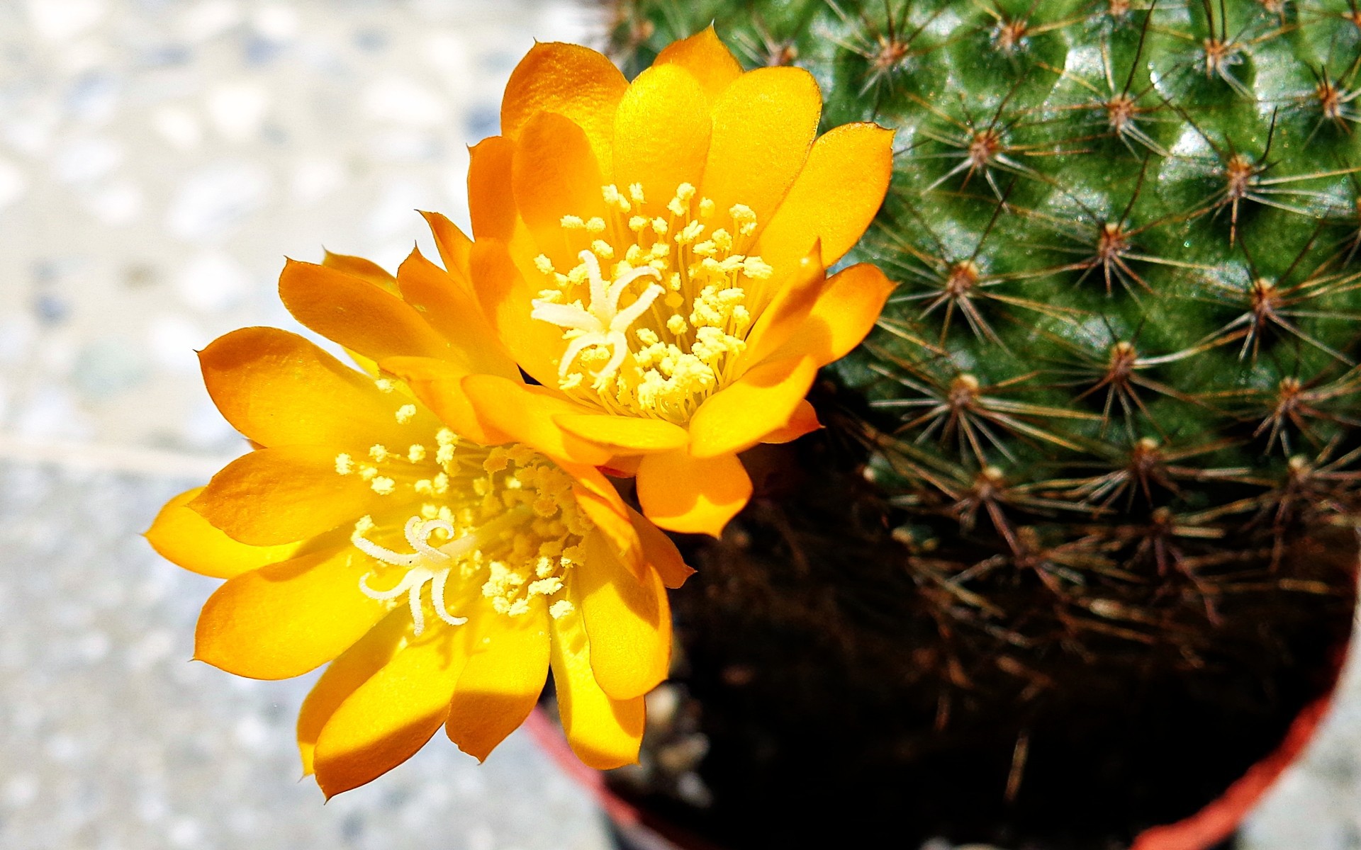 yellow hd Cactus Flower Wallpaper