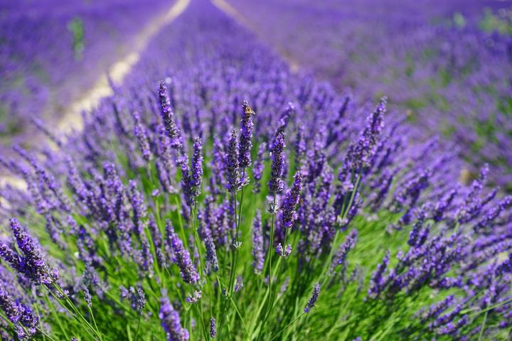 amazing nature Lavender Flowers