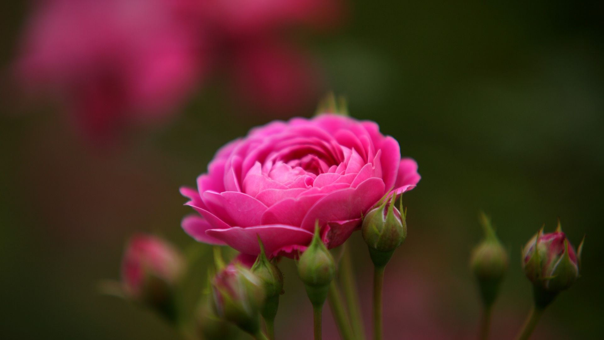 awesome nature Pink Rose Wallpaper