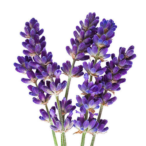 beautiful natural Lavender Flowers