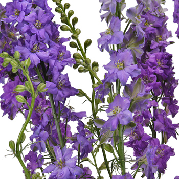 close up Lavender Flowers