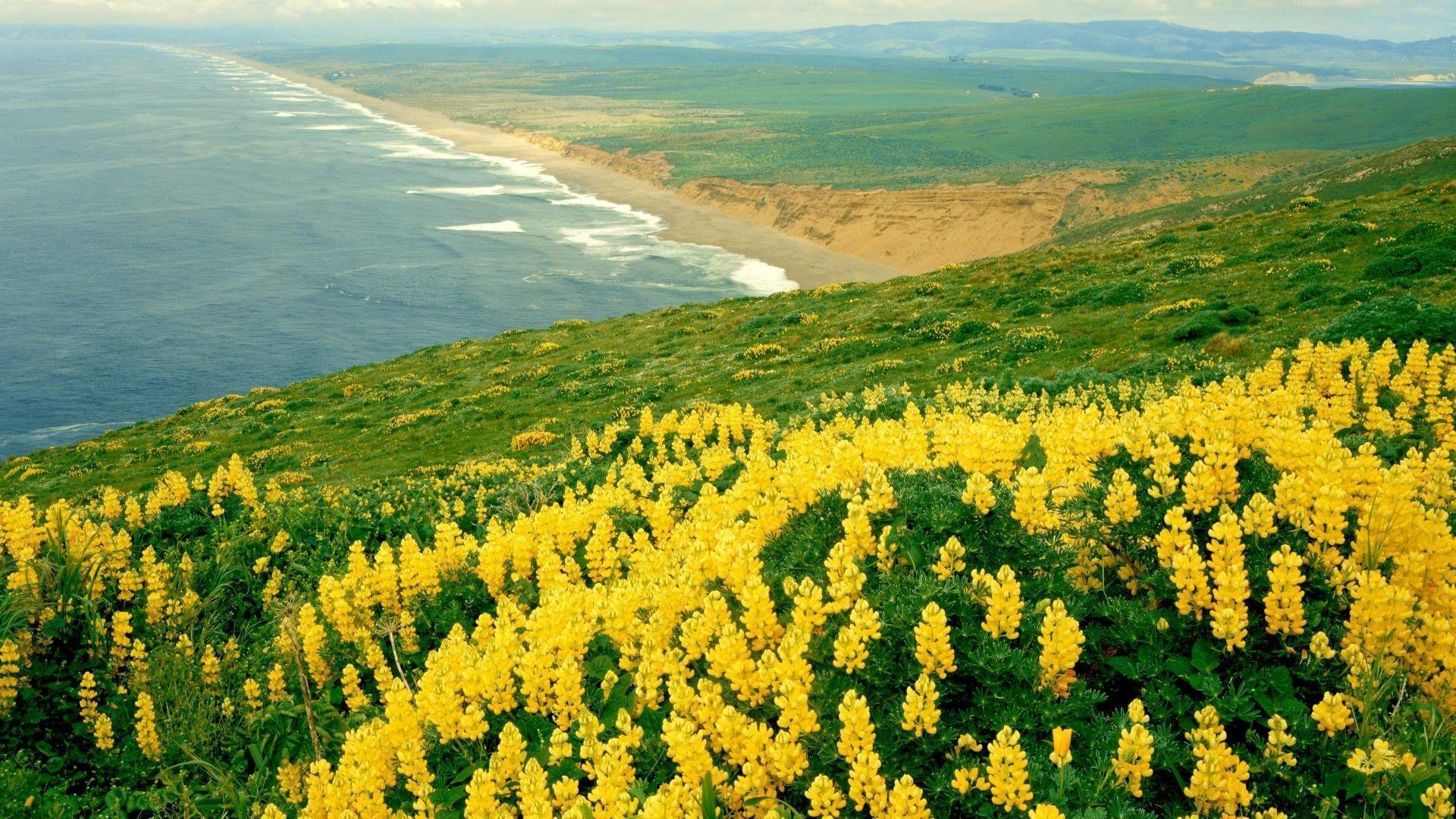 field nature Yellow Flowers Wallpaper