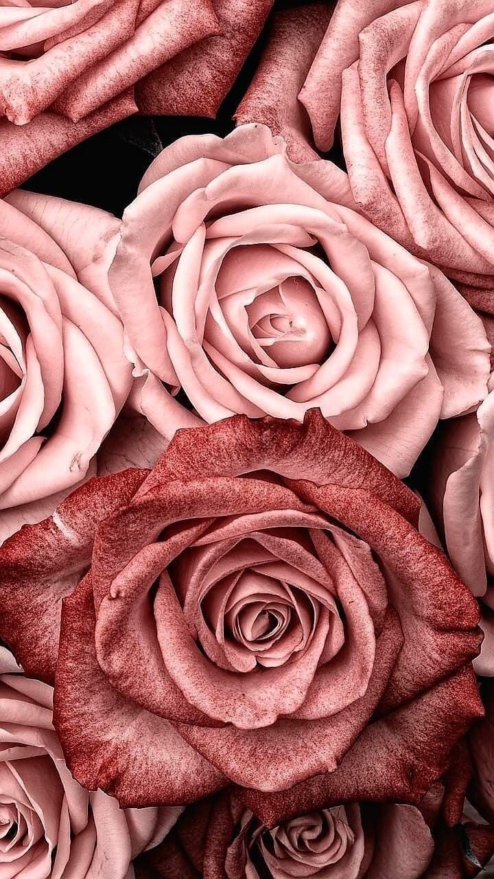 full top Pink Rose Wallpaper