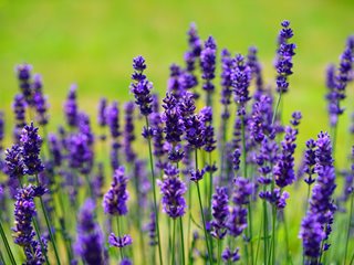 widescreen nature Lavender Flowers