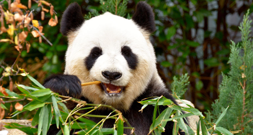 awesome Panda Pictures