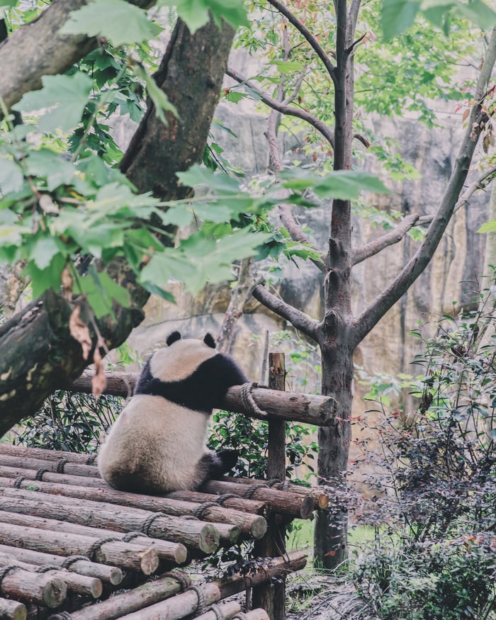 best collection of Panda Pictures