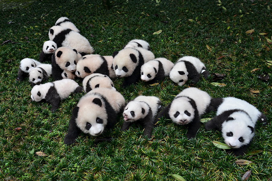 so nice Panda Pictures