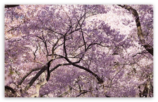 great nature Cherry Blossom Tree Wallpapers