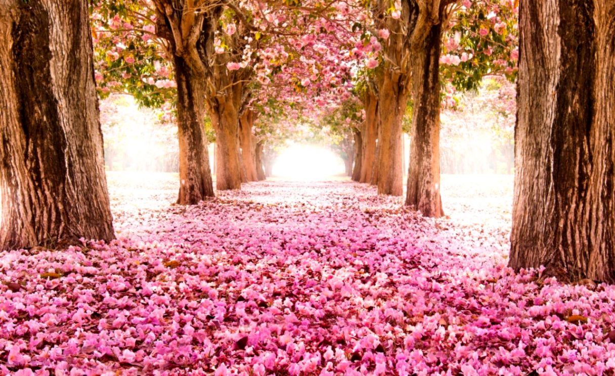 pink Cherry Blossom Tree Wallpapers