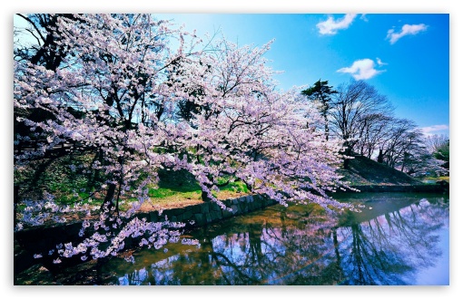 top Cherry Blossom Tree Wallpapers