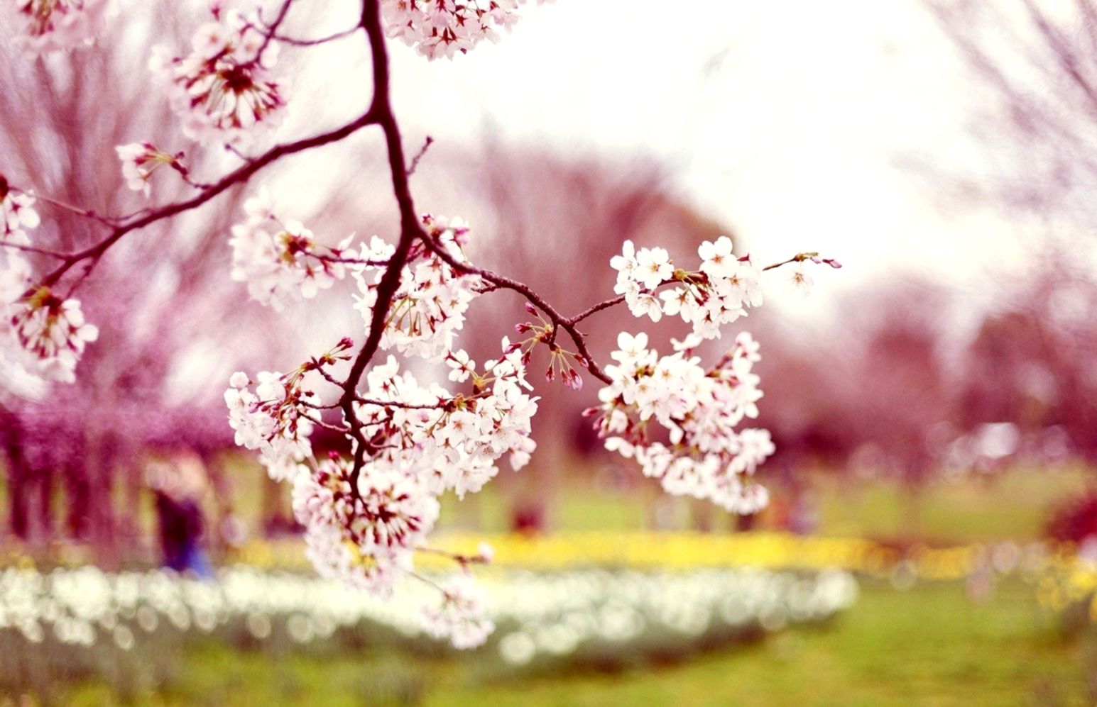 white Cherry Blossom Tree Wallpapers