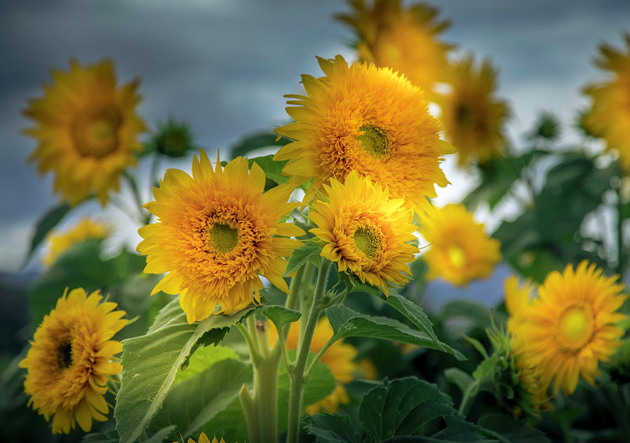 amazing nature Beautiful Sun Flowers