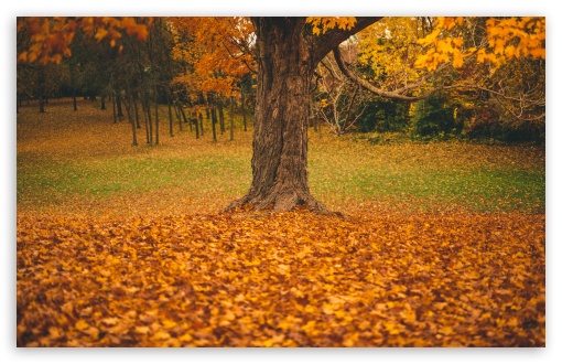 widescreen Autumn Wallpapers 4K