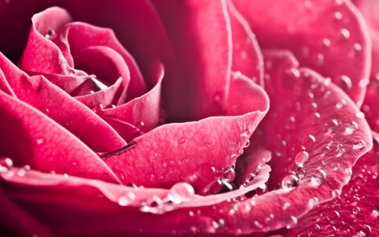 amazing HD Rose Wallpaper