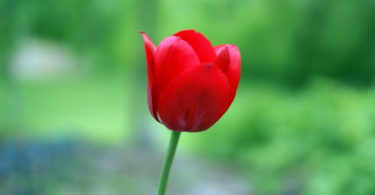 awesome red tulips images