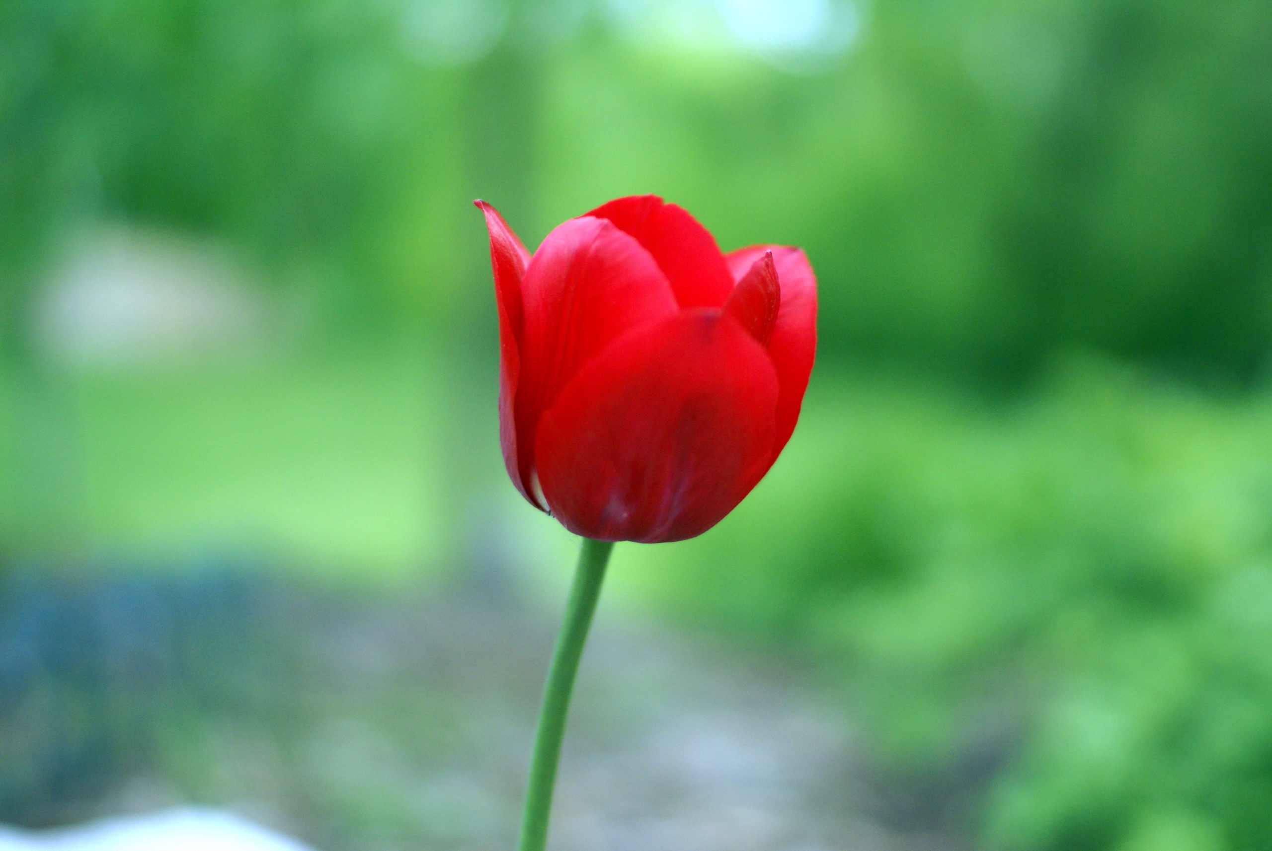 awesome red tulips images