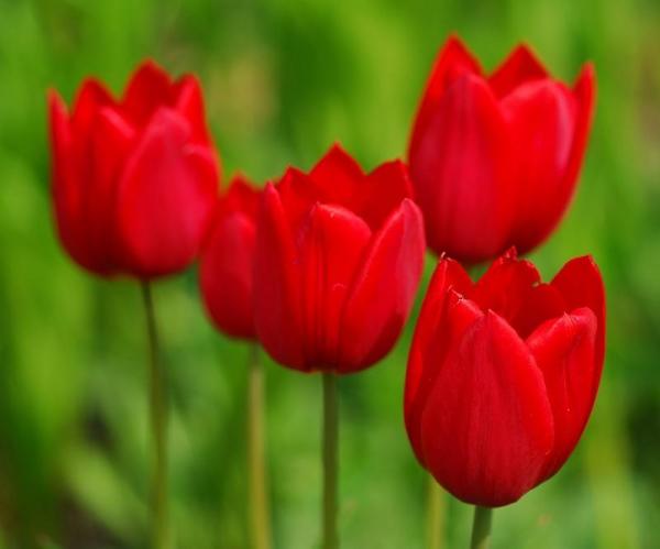 beautiful Red Tulips Images
