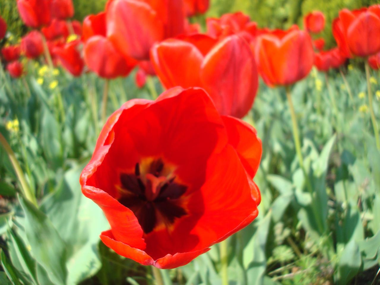 best Red Tulips Images