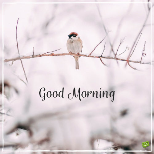 bird in snow Good Morning Images