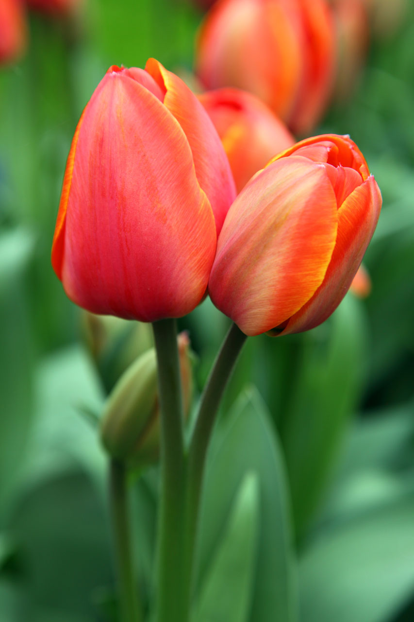 colorful Red Tulips Images