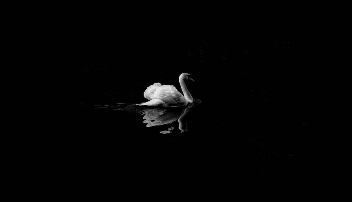 duck Black and White Wallpapers
