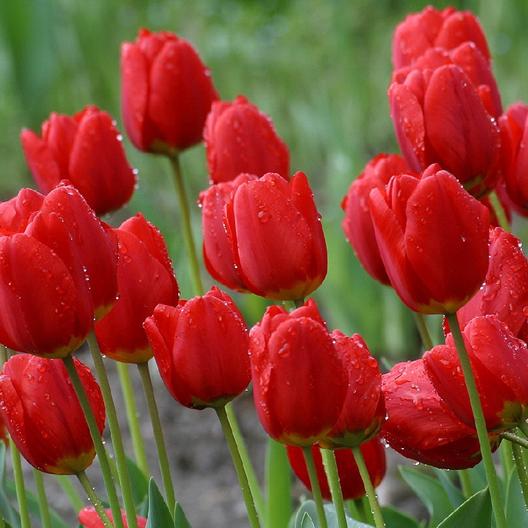 free nature Red Tulips Images