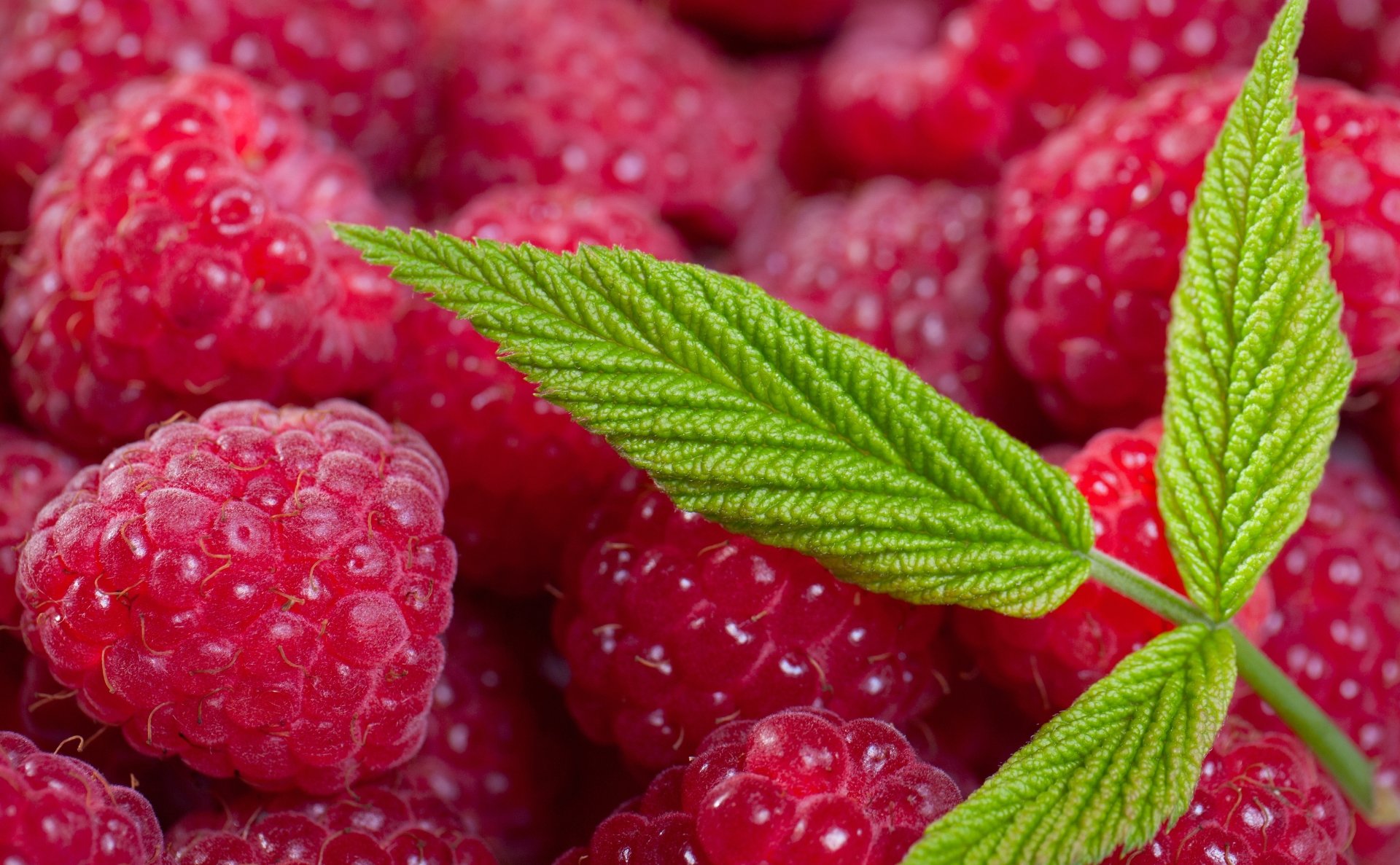 nice food Raspberries Wallpaper