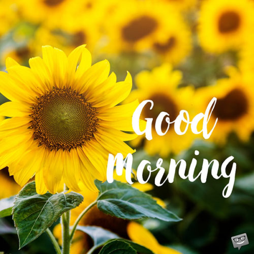 sunflower Good Morning Images