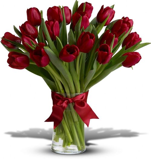 widescreen Red Tulips Images