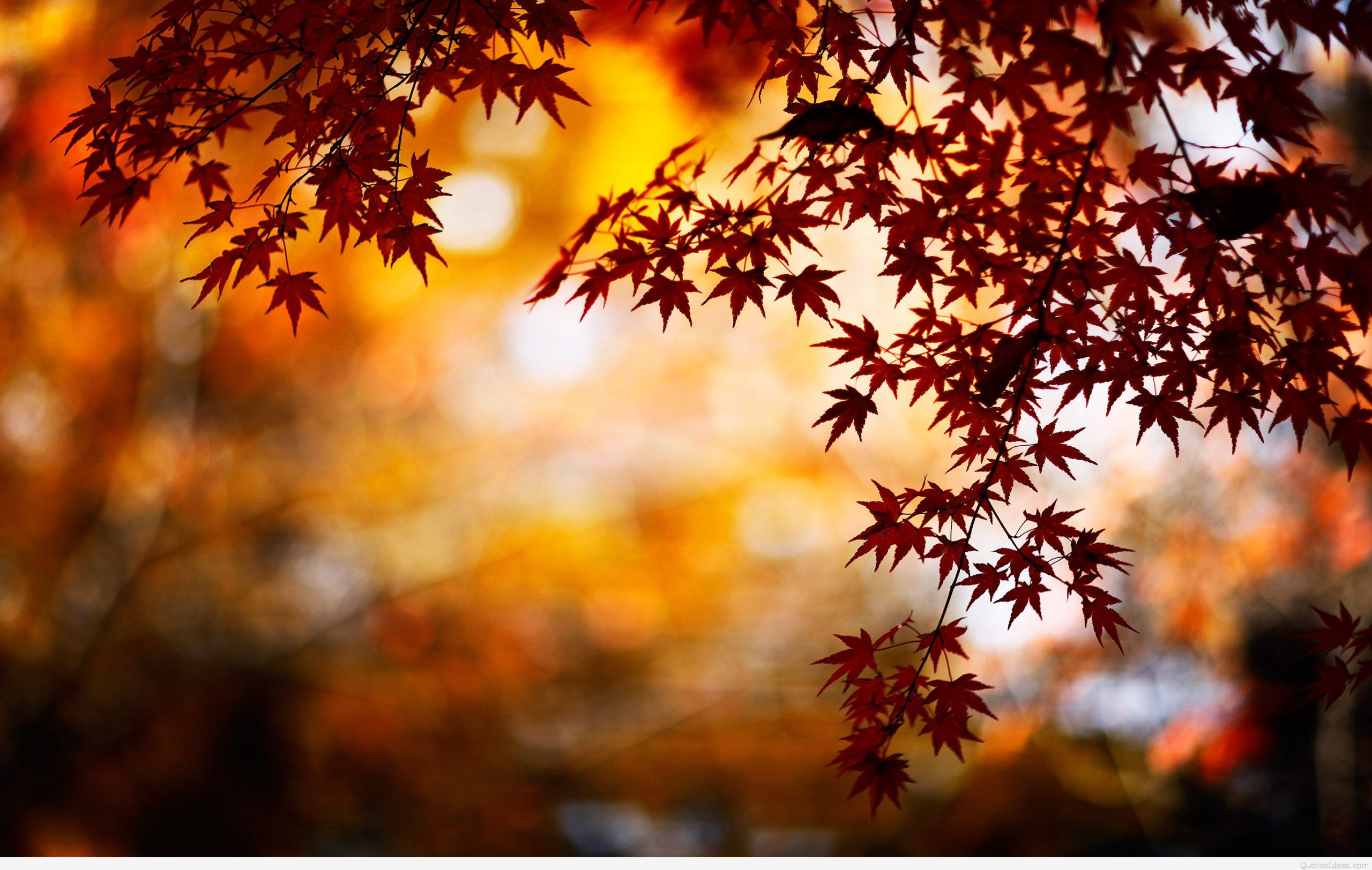 beautiful leaves HD Autumn Wallpapers