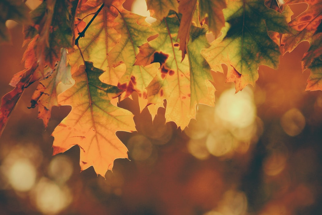 awesome HD Autumn Wallpaper