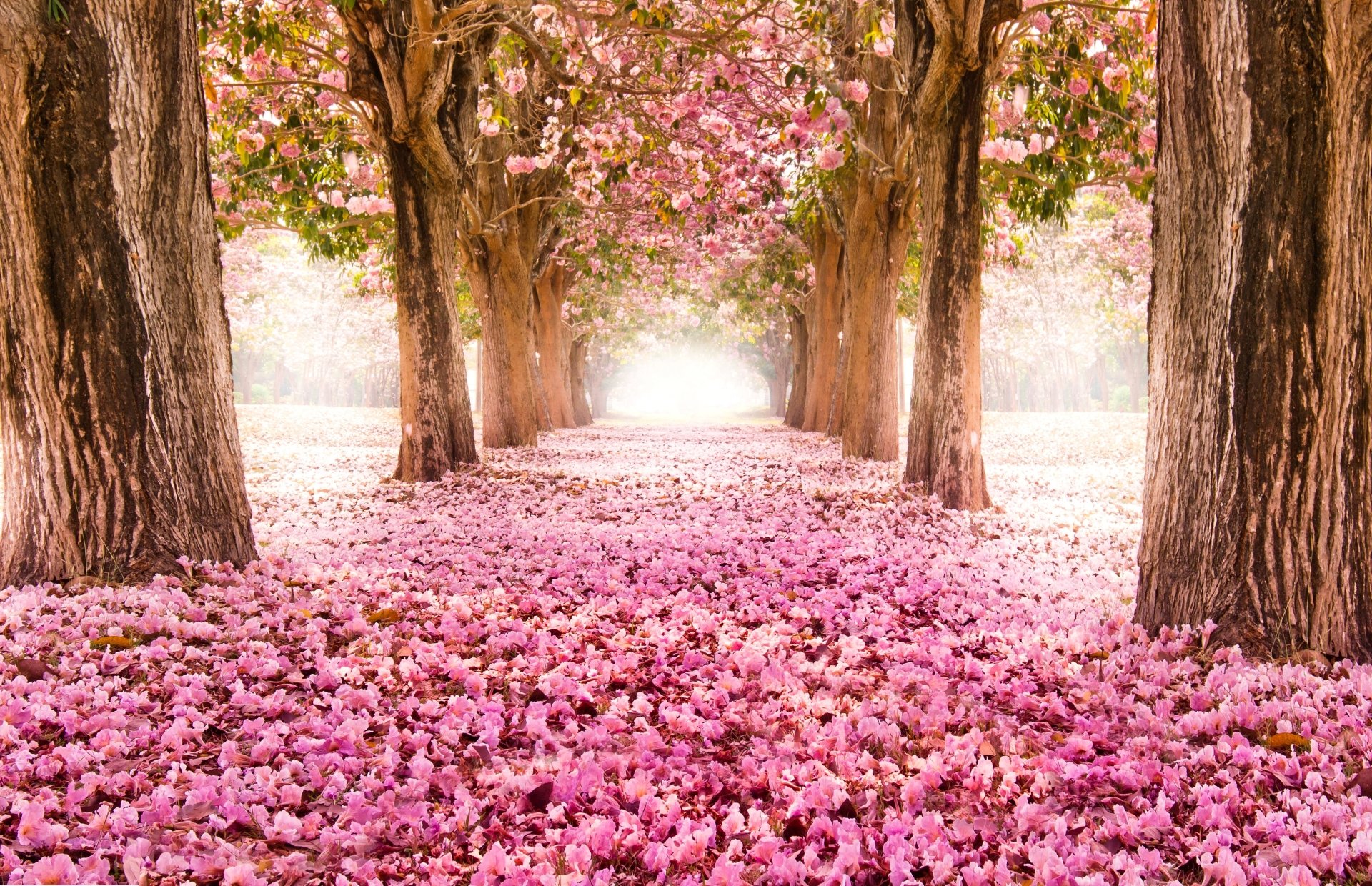 beautiful HD Spring Background