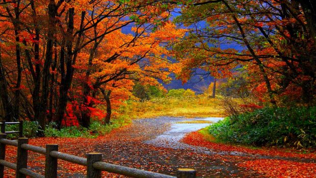 colorful tree HD Autumn Wallpaper