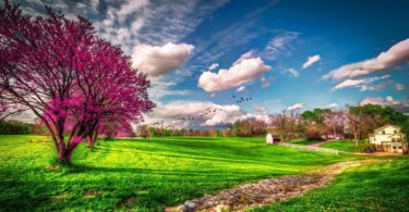 green grass HD Spring Wallpapers