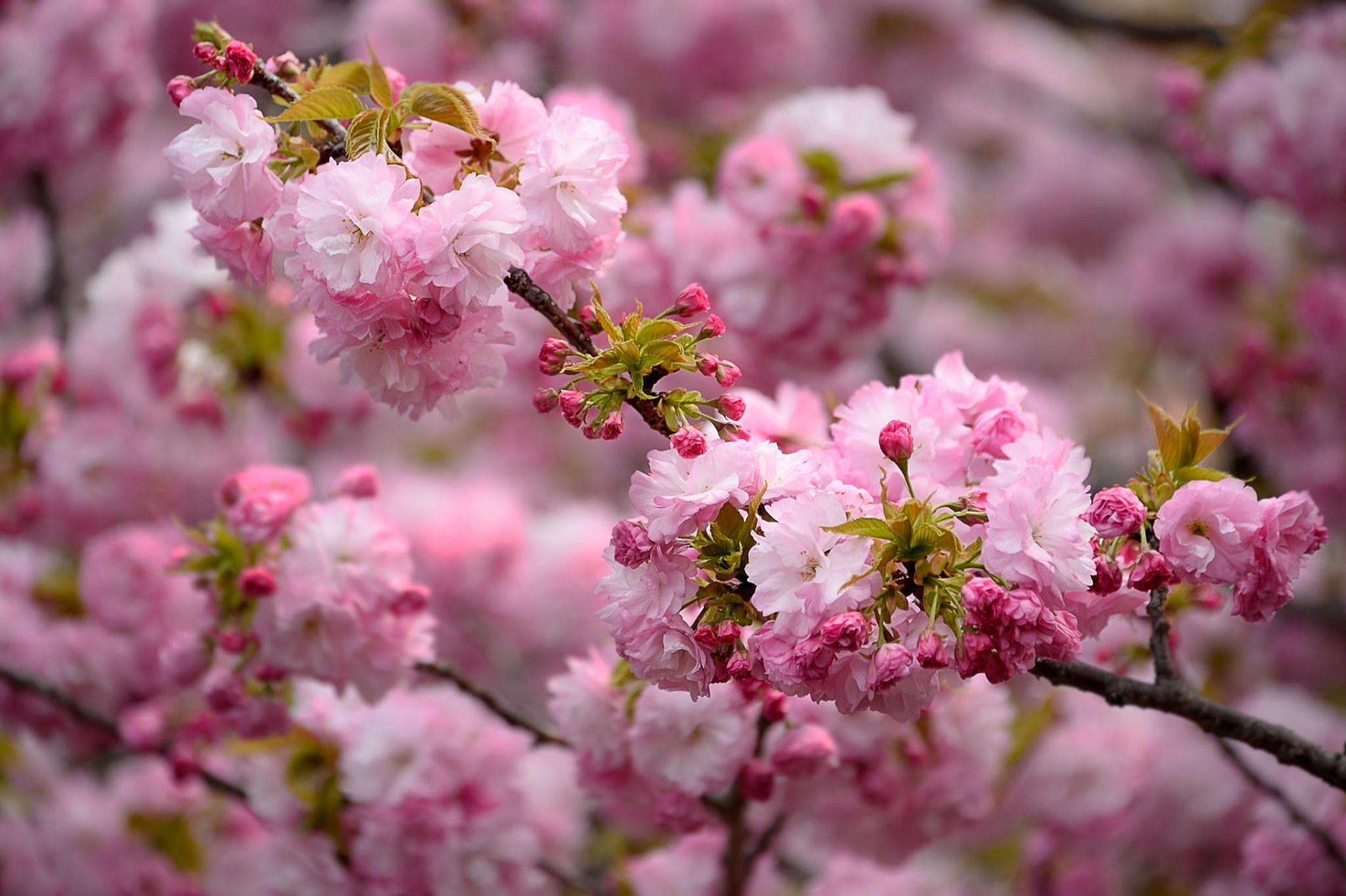 widescreen natural HD Spring Wallpapers