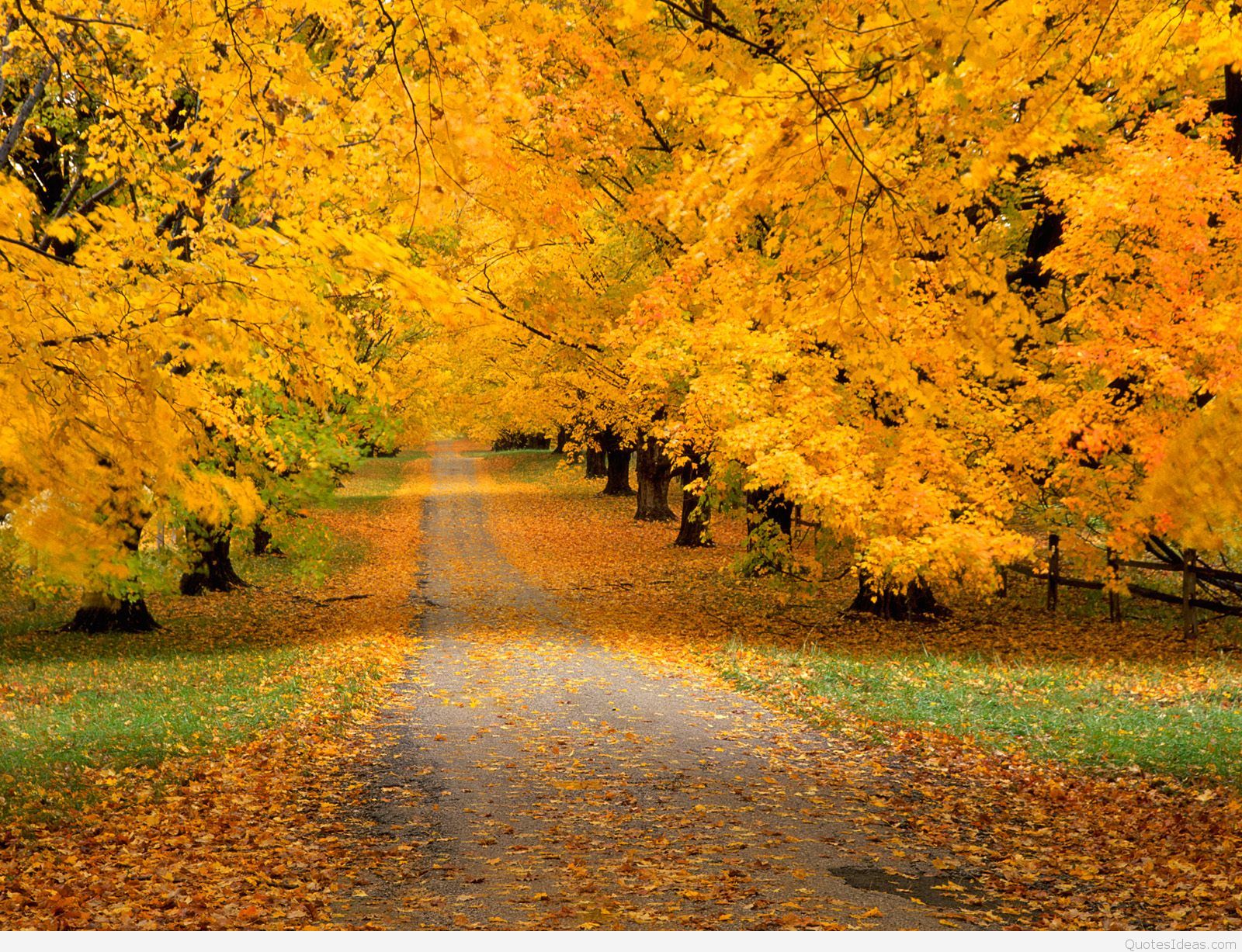 yellow leafs Best Autumn Wallpapers