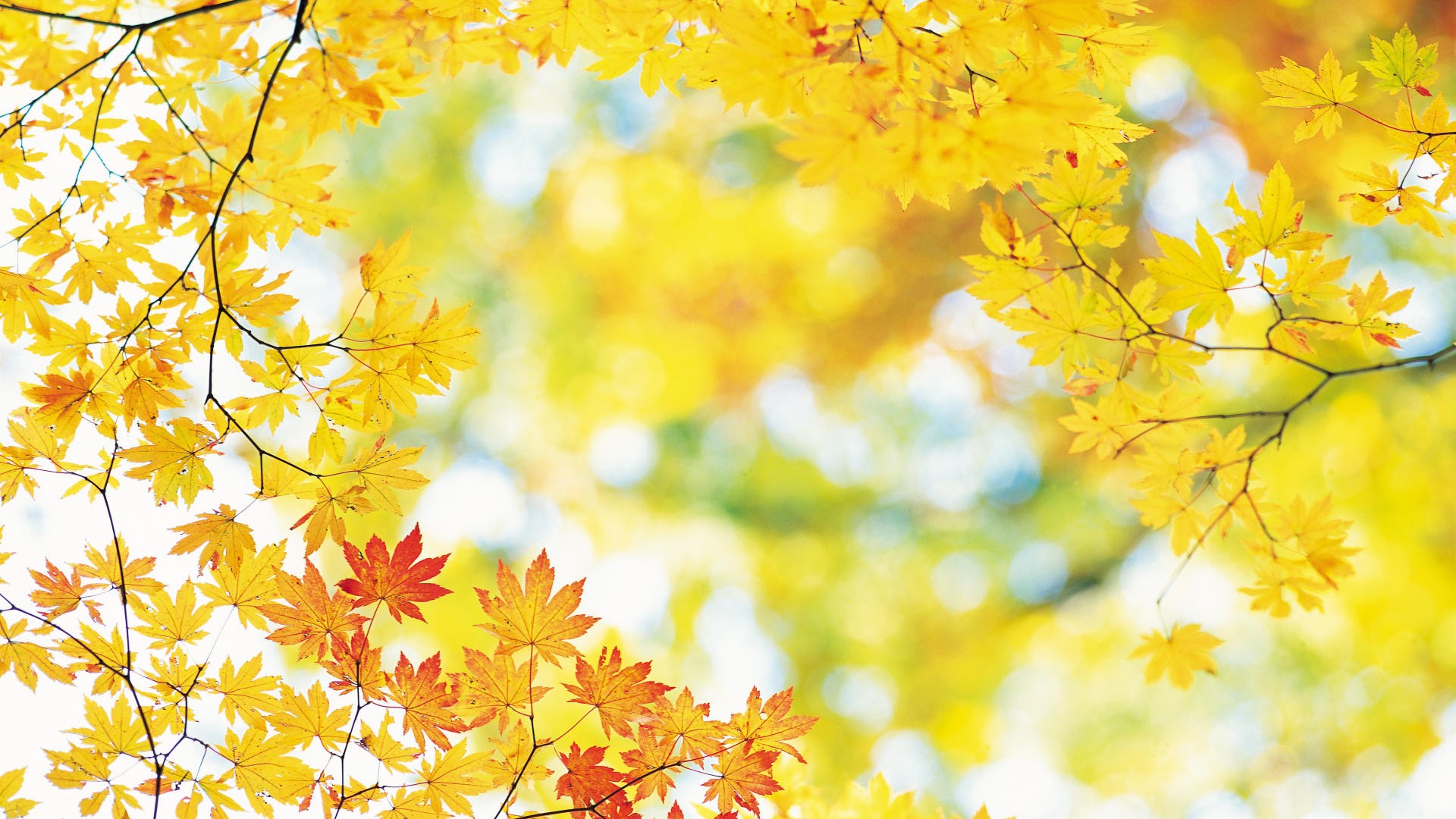 yellow leafs HD Autumn Wallpaper