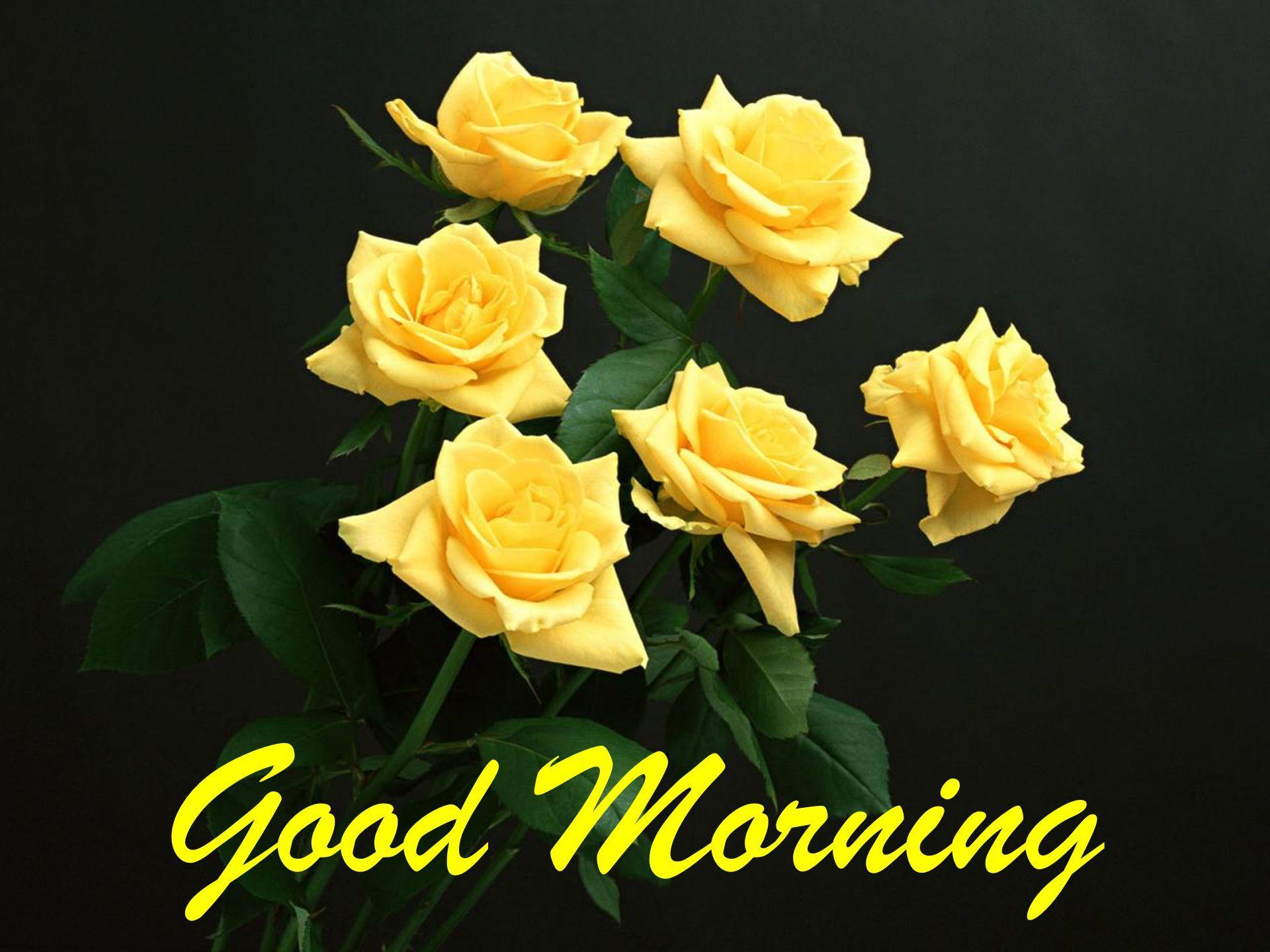 yellow roses HD Morning Wallpapers