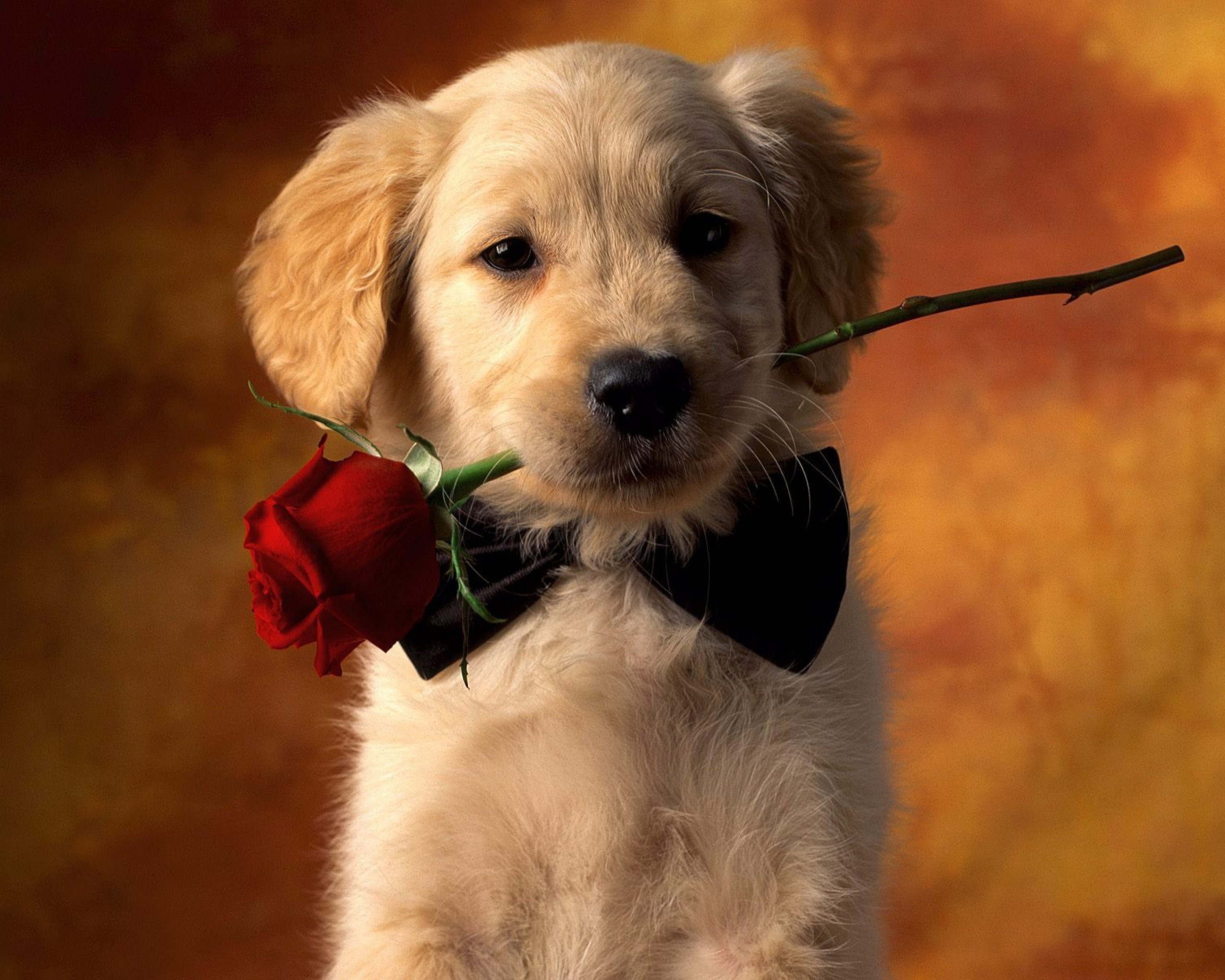 Red Rose Cute Dog Wallpapers