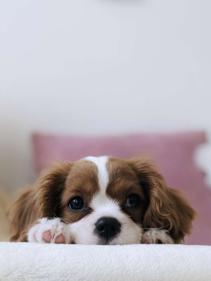Top Cute Dog Wallpapers